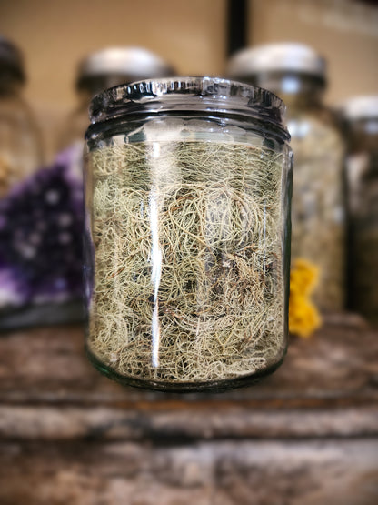 Usnea lichen (wild crafted)