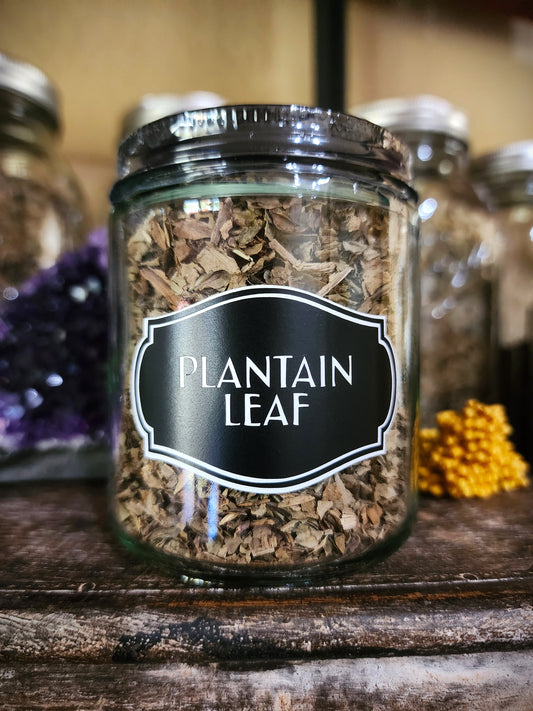 Plantain leaf (organic)